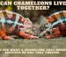 can-chameleons-live-together.jpg