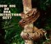 how-big-do-boa-constrictors-get.jpg